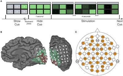 Decoding Steady-State Visual Evoked Potentials From Electrocorticography